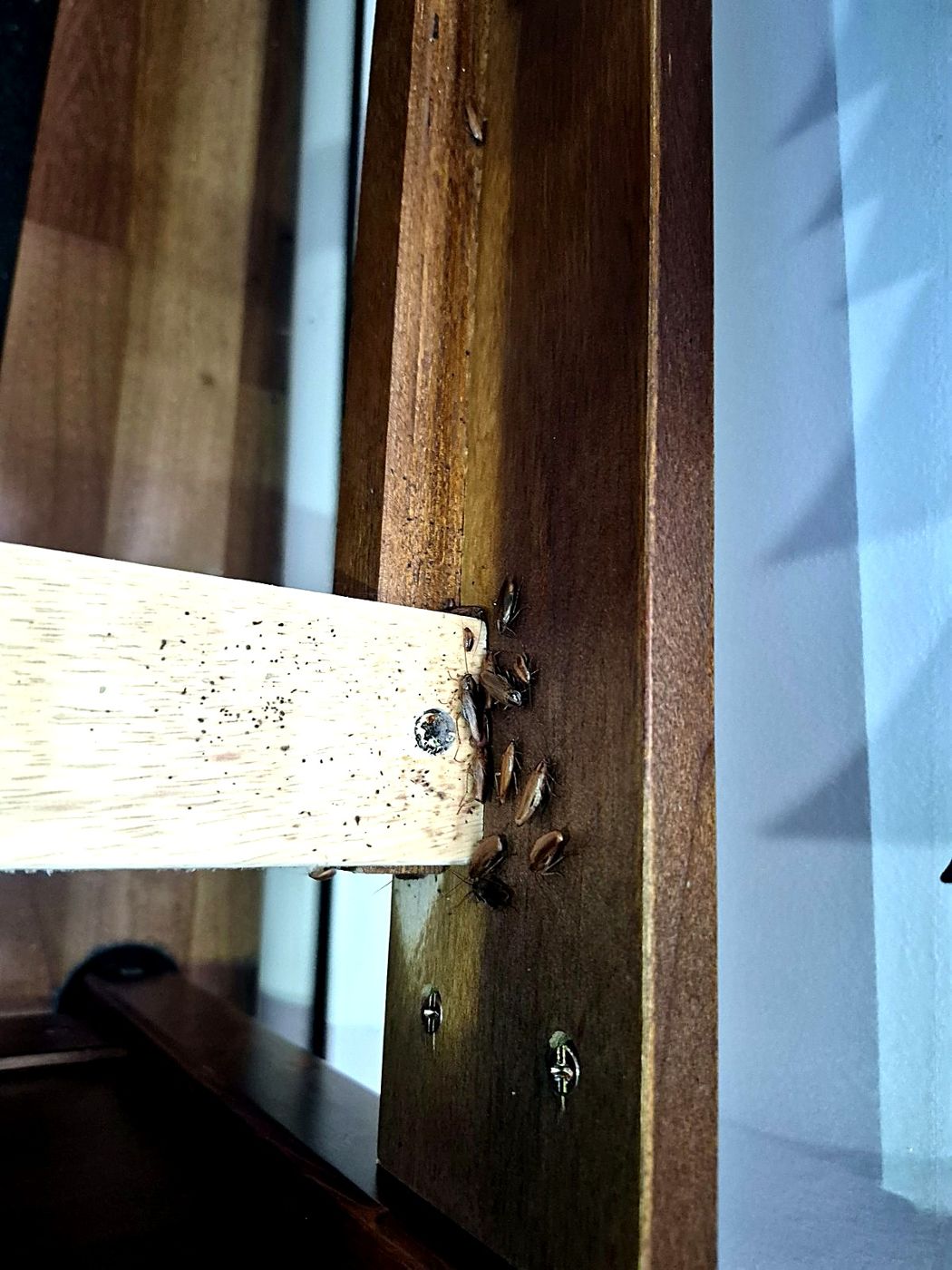 Grappe de coquerelles nichée dans la structure de bois.