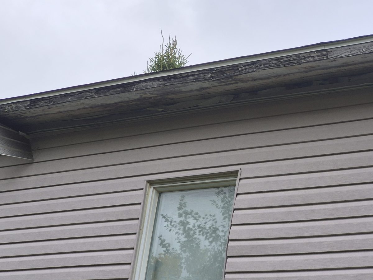 Fascia pourri et gouttière avec un arbre qui y pousse — l'eau ne s'évacue plus.